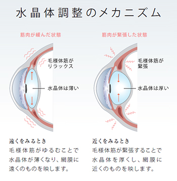 目の持つ調整機能とは