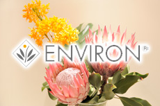 envi.jpg
